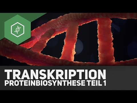 Die Transkription - Proteinbiosynthese Teil 1 ● Gehe auf SIMPLECLUB.DE/GO &amp; werde #EinserSchüler